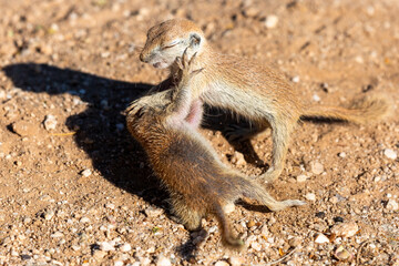 Juvenile round-tailed ground squirrels, Xerospermophilus tereticaudus, playing, fighting and roughhousing in the Sonoran Desert. Pima County, Tucson, Arizona, USA.