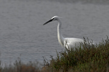 Obraz premium Little egret // Seidenreiher (Egretta garzetta) - Mesolongi, Greece