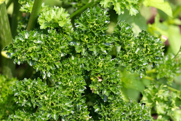 Obraz premium green parsley growing in the vegetable garden