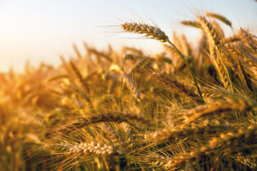 Young wheat grows in the field. During ripening, the color of wheat changes from green to orange-yellow.