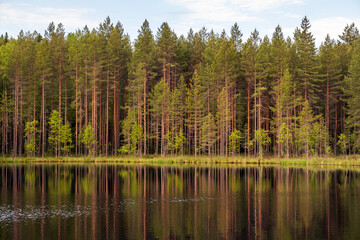 Obraz premium Lake in the Karelian forest. Beautiful summer landscape with a pond and trees.