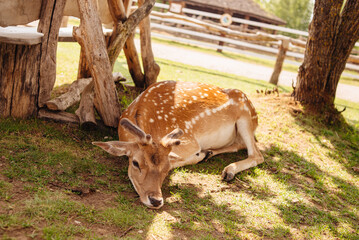 Bambi deer with antlers lying on the grass on a sunny summer day