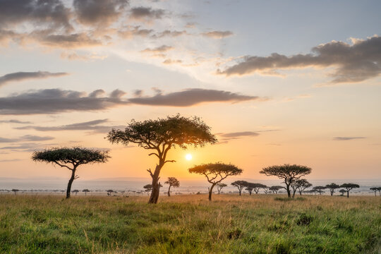 Acacia tres at sunrise, Maasai Mara, Kenya
