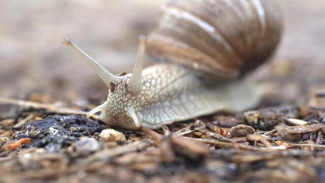 a snail slowly crawls on a wet stone against a background of lavender flowers.