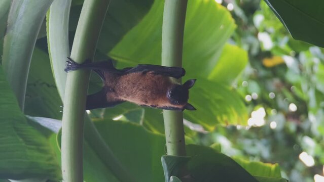 Vertical video. Fruit bat or flying fox resting on a banana tree. Tropical nature and wildlife concept