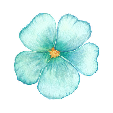 Watercolor blue flower illustration. Blue linen flower. Forger-me-not flower. Hibiscus. Single light blue flower