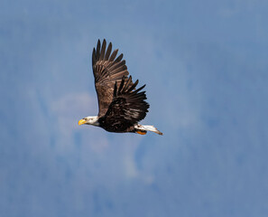 Seabeck Bald Eagles