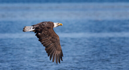 Seabeck Bald Eagles