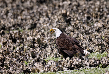 Seabeck Bald Eagles