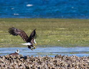 Seabeck Bald Eagles