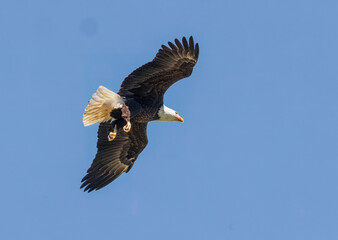 Fototapeta premium Seabeck Bald Eagles