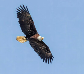 Seabeck Bald Eagles