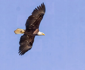 Seabeck Bald Eagles