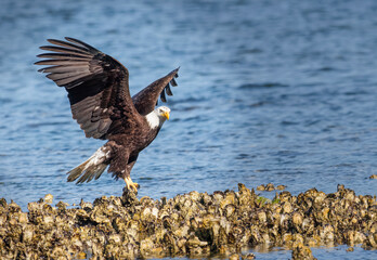 Seabeck Bald Eagles