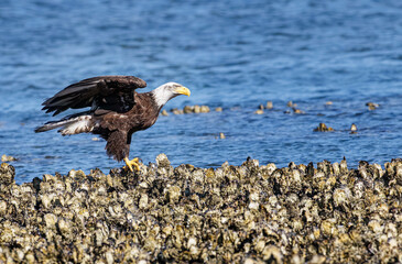 Seabeck Bald Eagles