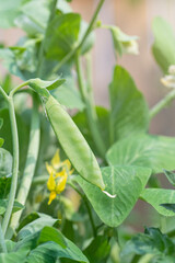 Closeup of a snap pea in the garden