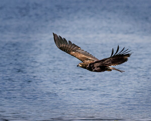 Seabeck Bald Eagles