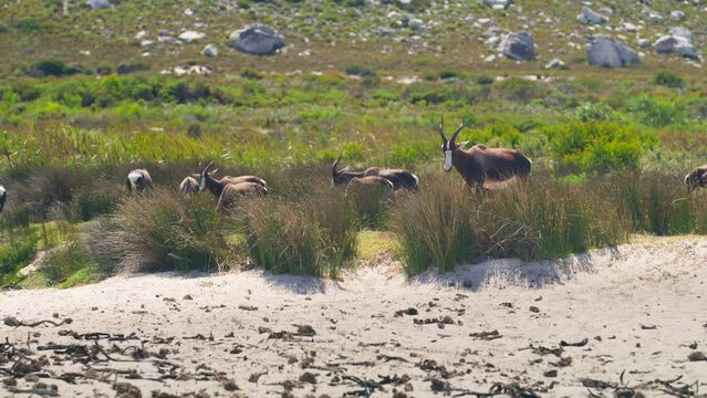 a herd of bontebok antilopes grassing at beach at cape point national park