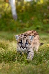 Cougar Kitten (Puma concolor) Walks Forward Staring Out Autumn