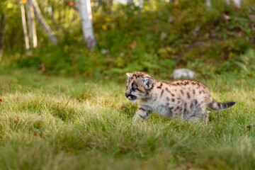 Cougar Kitten (Puma concolor) Walks Left in Grass Mouth Open Autumn