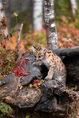 Cougar Kitten (Puma concolor) on Log Looks Left and Down Autumn