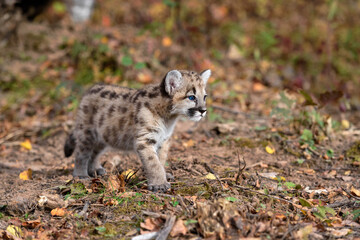 Naklejka na ściany i meble Cougar Kitten (Puma concolor) One Paw Slightly Forward Looks Right Autumn