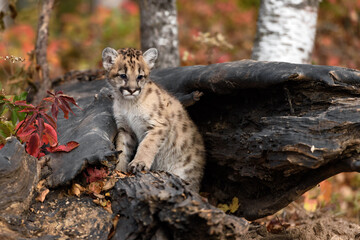 Cougar Kitten (Puma concolor) Sits Up on Log Looking Right and Down Autumn