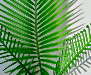 cycas palm leaf on a beautiful background