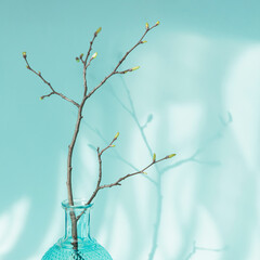 Composition minimalism style. Tree branch with buds in vase on light blue background with sunlight and beautiful trendy shadows. Spring background with Free copy space for text