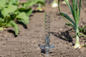 Rain gauge in onion garden. Drought, dry weather and gardening concept.