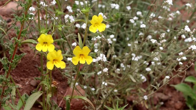 Wide Throat Yellow Monkeyflower, Diplacus Brevipes, a native annual monoclinous herb displaying raceme inflorescences during springtime in the Santa Monica Mountains.