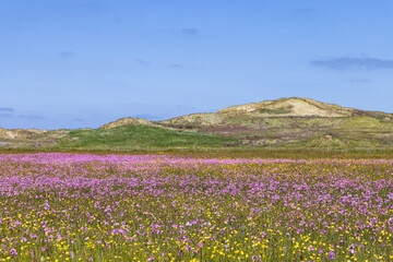 Landscape nature reserve The Boschplaat with colorful purple flowers and buttercups at Wadden island Terschelling in Friesland province in The Netherlands
