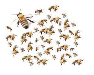swarm of wild bees in flight