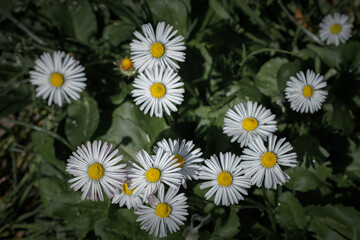 Daisy flowers in a meadow 
