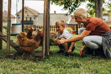 Little boy loves to look at chickens in the garden with his mother.