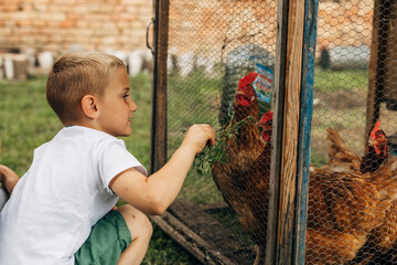 side view of cute little boy feeding chickens some grass © cherryandbees