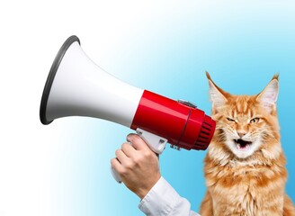 Funny cute domestic cat hold loudspeaker