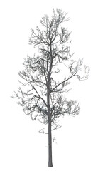 Collection of trees in various seasonal colors realistic 3D illustration bare 4