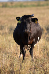 Cattle ranch in soth patagonia argentina