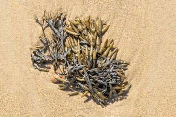 seaweed on sandy beach view from above