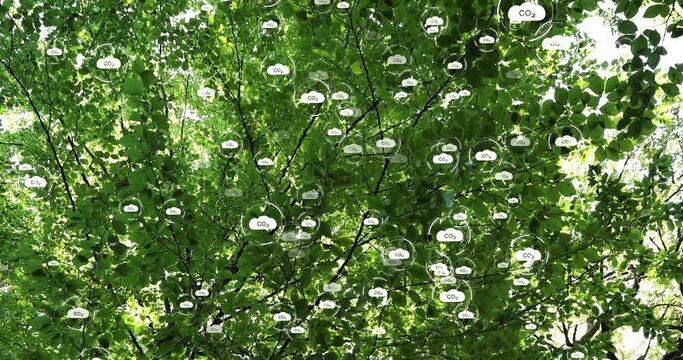 Green sunny canopy tree with animated carbon dioxide icons. Concept net zero.