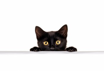 Adorable Bombay Kitten Peeking Out from Behind White Table with Copy Space, Isolated on White Background. Generative AI.