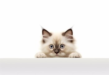 Adorable Birman Kitten Peeking Out from Behind White Table with Copy Space, Isolated on White Background. Generative AI.