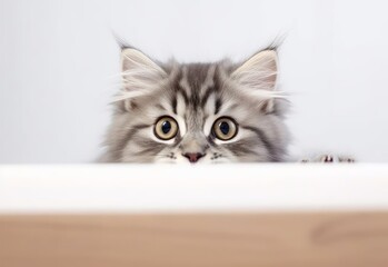 Adorable British Longhair Kitten Peeking Out from Behind White Table with Copy Space, Isolated on White Background. Generative AI.