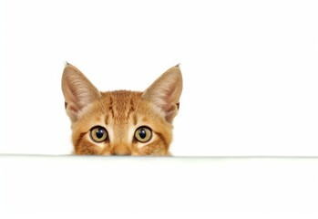 Adorable Chausie Kitten Peeking Out from Behind White Table with Copy Space, Isolated on White Background. Generative AI.