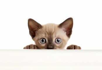 Adorable Burmese-Siamese Kitten Peeking Out from Behind White Table with Copy Space, Isolated on White Background. Generative AI.