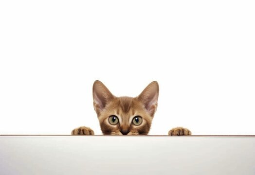 Adorable Burmese Kitten Peeking Out from Behind White Table with Copy Space, Isolated on White Background. Generative AI.