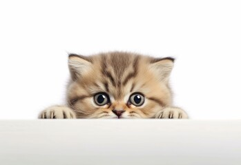 Adorable Exotic Shorthair Kitten Peeking Out from Behind White Table with Copy Space, Isolated on White Background. Generative AI.
