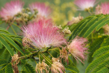 macro photography of an albizia