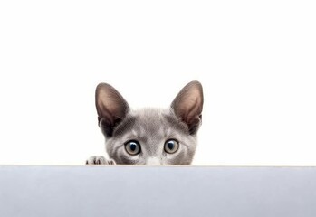 Adorable Korat Kitten Peeking Out from Behind White Table with Copy Space, Isolated on White Background. Generative AI.